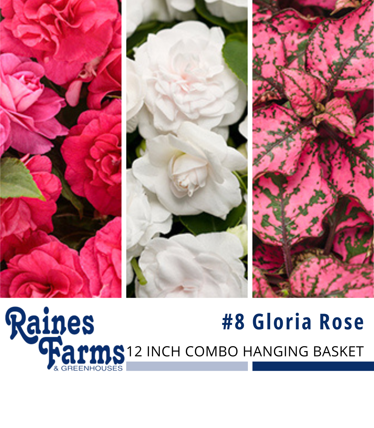 #8: Gloria Rose 12 Inch Combo Hanging Basket 